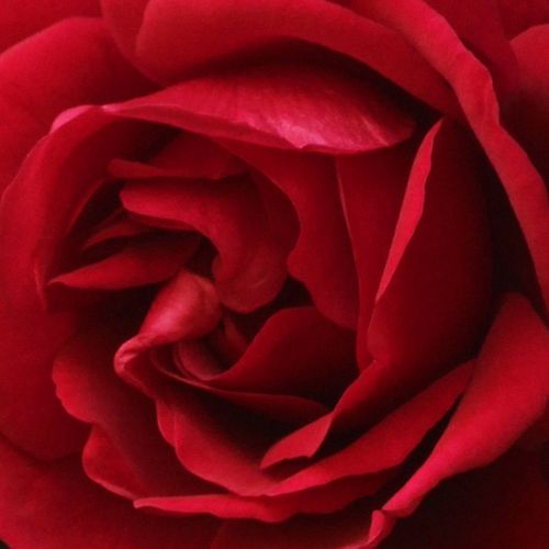 Rosa Demokracie™ - rosa sin fragancia - Árbol de Rosas Floribunda - rosal de pie alto - rojo - Jan Böhm- froma de corona llorona - Rosal de árbol con multitud de flores que se abren en grupos no muy densos.